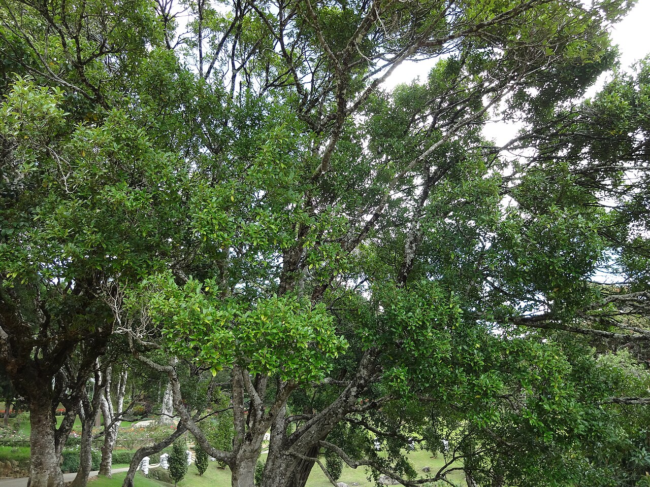 Nilgiri champa: Michelia nilagirica var. Walkeri (Magnolia nilagirica) in Hakgala Botanical Garden
