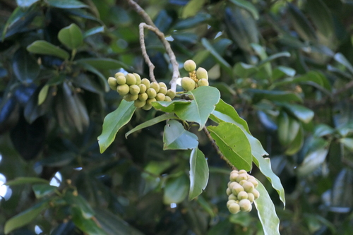 Nilgiri champa (Magnolia nilagirica)