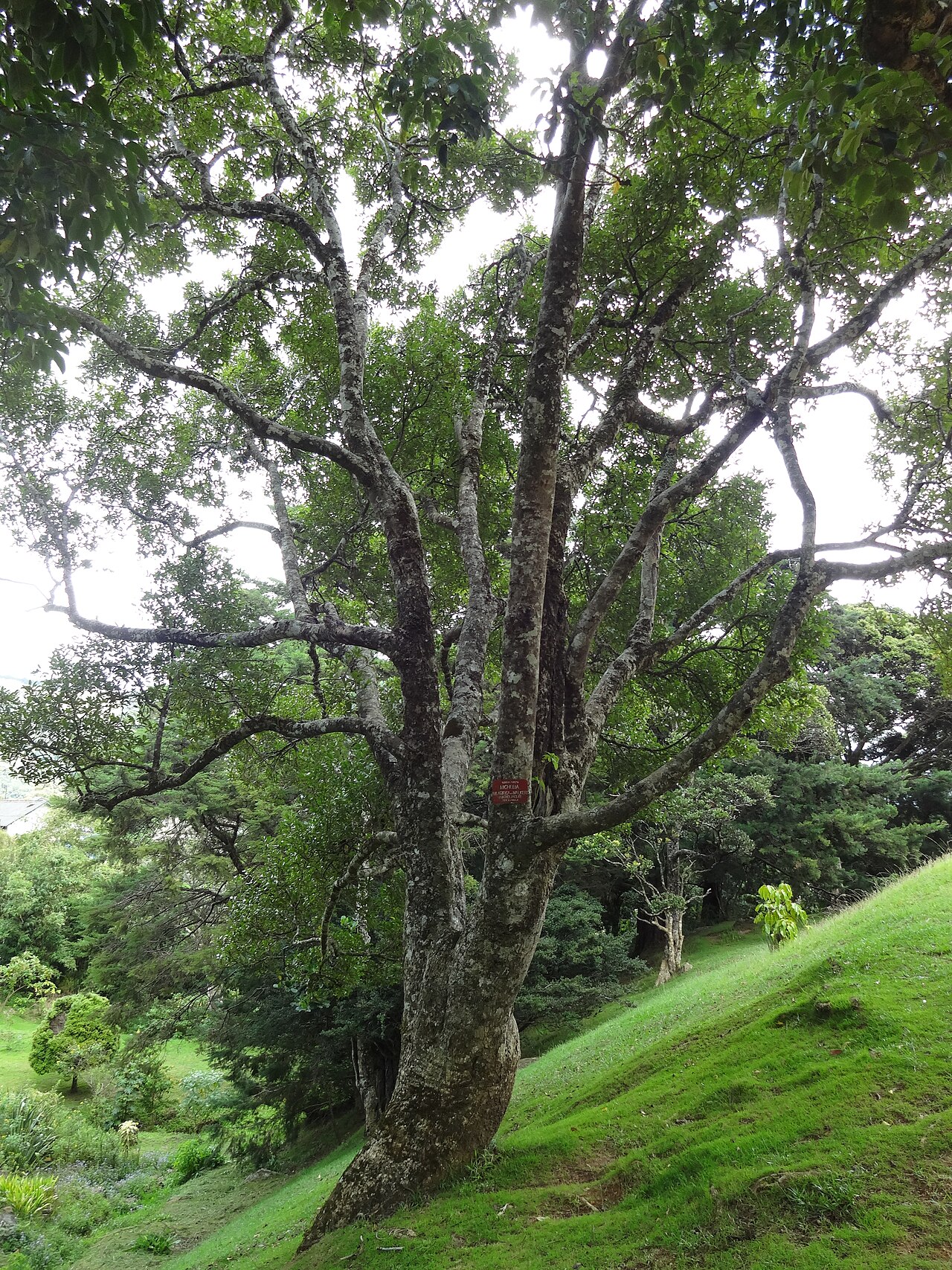 Nilgiri champa: Michelia nilagirica var. Walkeri (Magnolia nilagirica) in Hakgala Botanical Garden