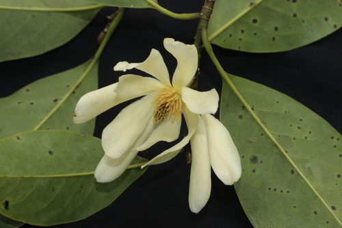 Nilgiri champa (Magnolia nilagirica)