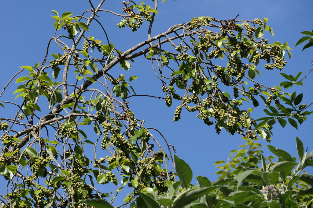 Nilgiri champa (Magnolia nilagirica)