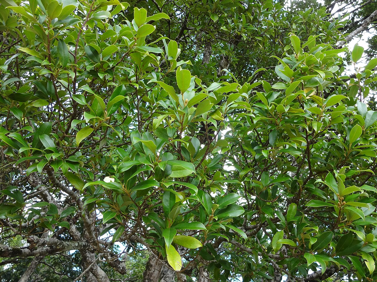 Nilgiri champa: Michelia nilagirica var. Walkeri (Magnolia nilagirica) in Hakgala Botanical Garden