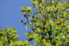 Nilgiri champa (Magnolia nilagirica)