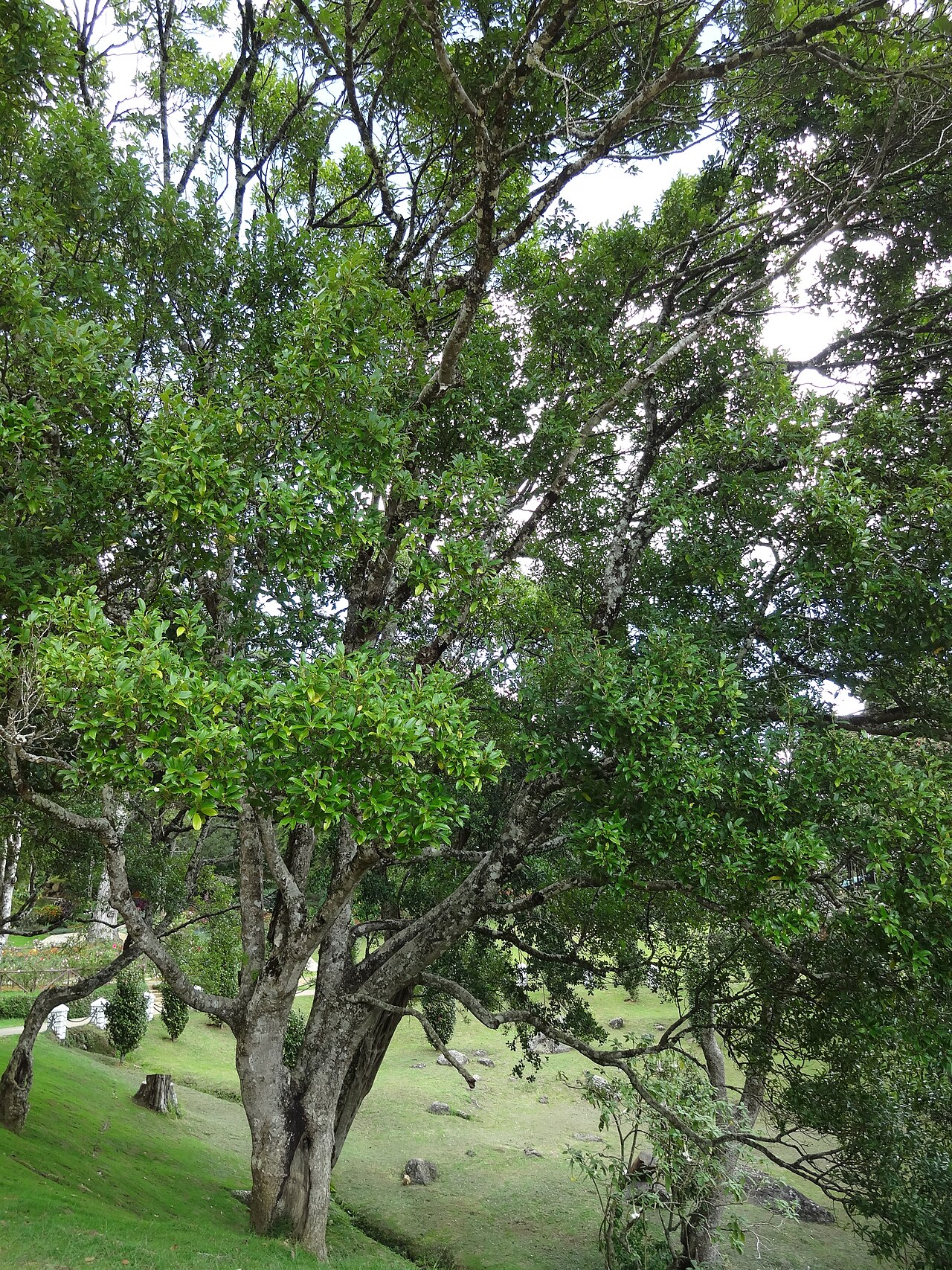 Nilgiri champa: Michelia nilagirica var. Walkeri (Magnolia nilagirica) in Hakgala Botanical Garden