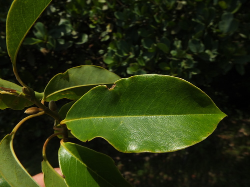 Nilgiri champa (Magnolia nilagirica)