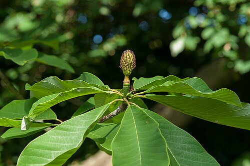 Japanese big leaf magnolia: Magnolia obovata , Frucht mit Laubblättern.