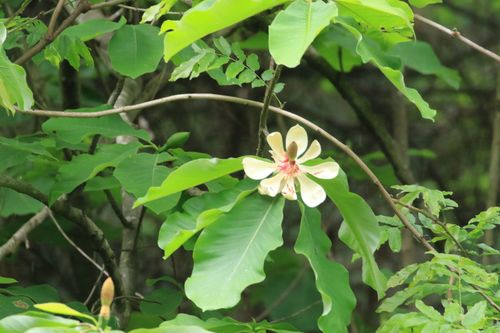Japanese big leaf magnolia (Magnolia obovata)