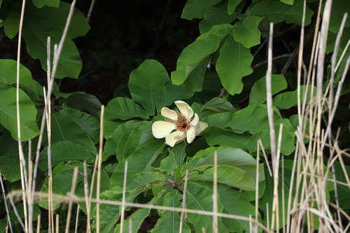 Japanese big leaf magnolia (Magnolia obovata)