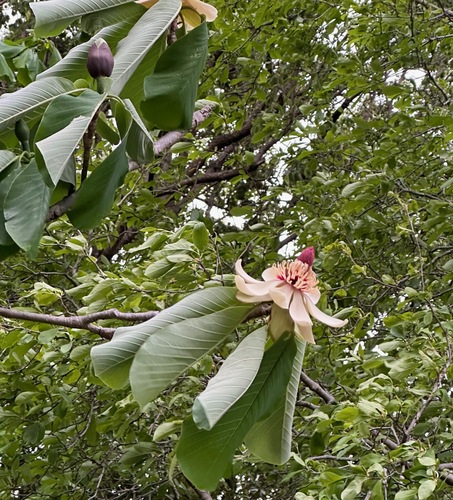 Japanese big leaf magnolia (Magnolia obovata)