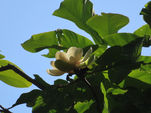 Japanese big leaf magnolia (Magnolia obovata)