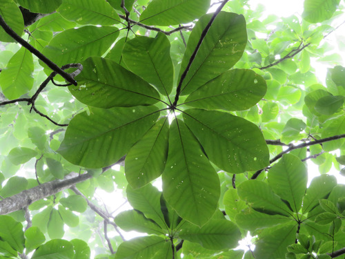 Japanese big leaf magnolia (Magnolia obovata)