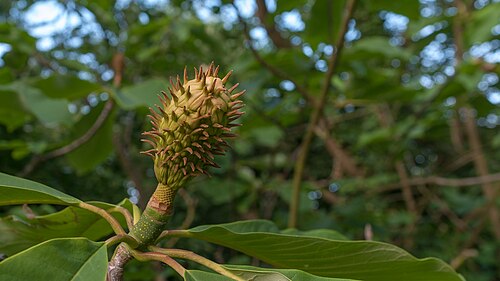 Japanese big leaf magnolia: Magnolia obovata , Frucht im Abendlicht.