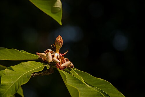 Japanese big leaf magnolia: Magnolia obovata , Frucht mit Resten der Blüte im Abendlicht.