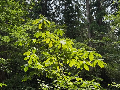 Japanese big leaf magnolia (Magnolia obovata)