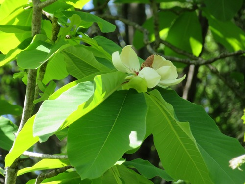 Japanese big leaf magnolia (Magnolia obovata)
