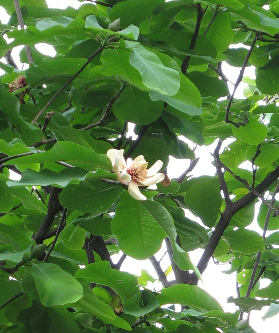 Japanese big leaf magnolia: Photograph of Magnolia hypoleuca ,taken in Machida city, Tokyo, Japan.