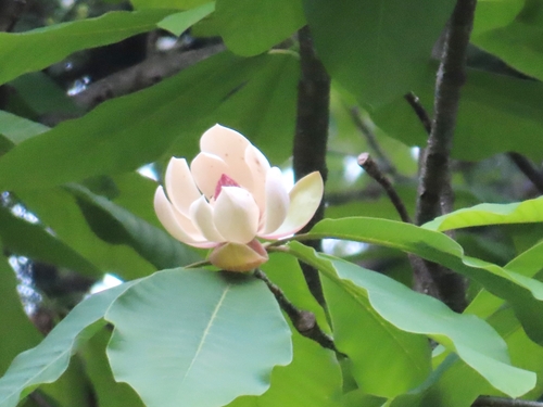 Japanese big leaf magnolia (Magnolia obovata)