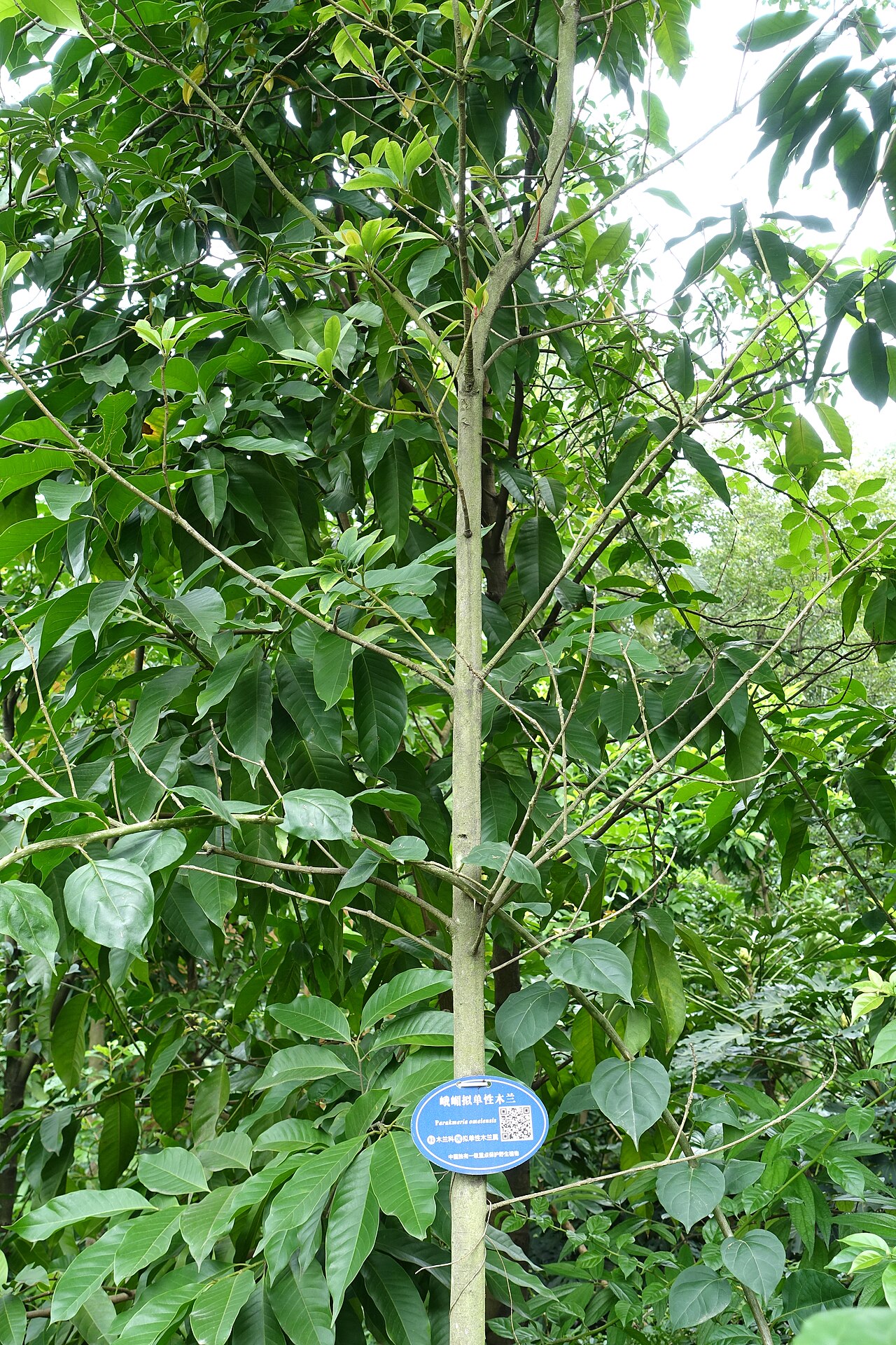 Magnolia omeiensis: Botanical specimen in the Chengdu Botanical Garden - Chengdu, China.