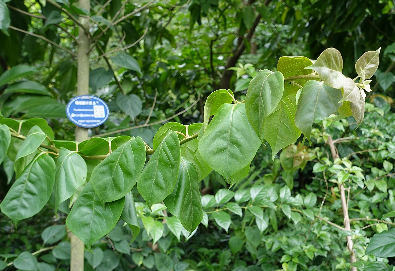 Magnolia omeiensis: Botanical specimen in the Chengdu Botanical Garden - Chengdu, China.