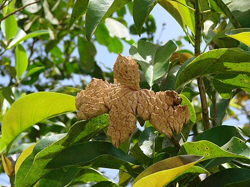 Magnolia ovata: Magnolia ovata - MAGNOLIACEAE - Parque Nacional de Brasília - Distrito Federal - Brasil.