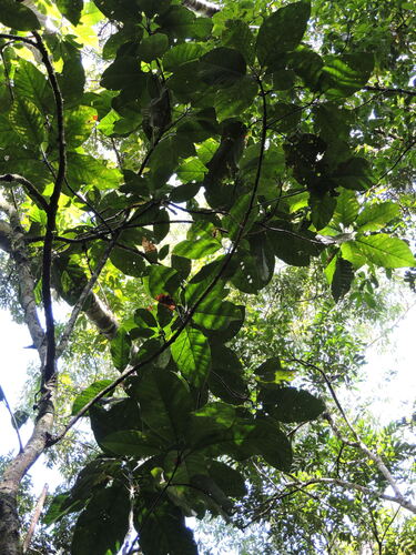 Magnolia paranaensis (Magnolia paranaensis)