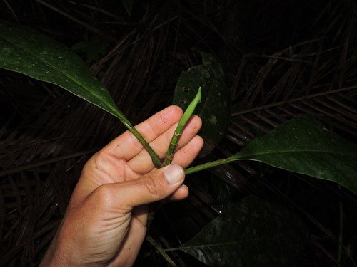 Magnolia paranaensis (Magnolia paranaensis)