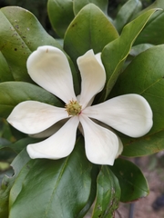 Magnolia poasana (Magnolia poasana)
