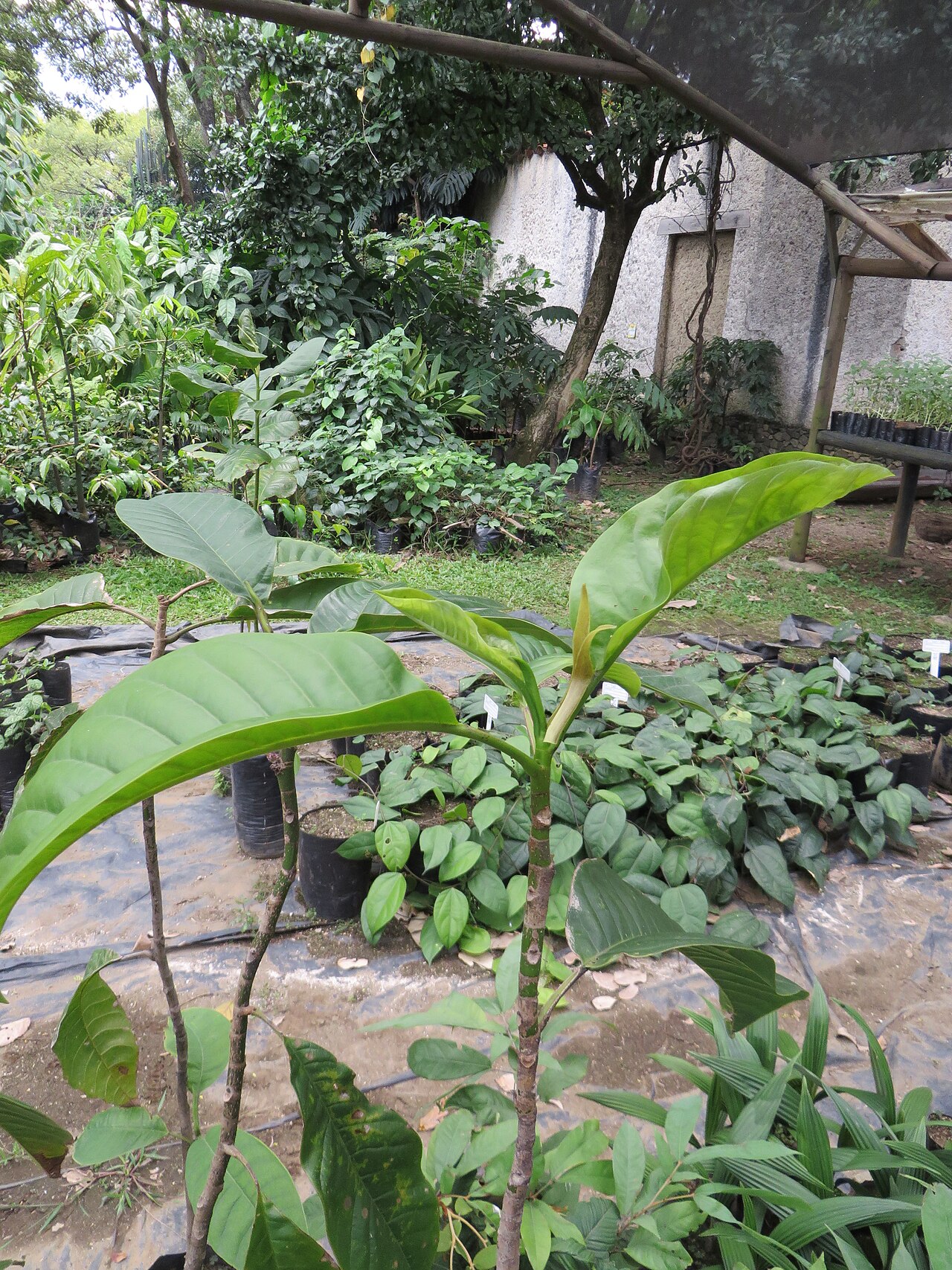 Magnolia polyhypsophylla: M. polyhypsophila