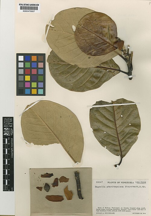 Magnolia ptaritepuiana: Magnolia ptaritepuiana