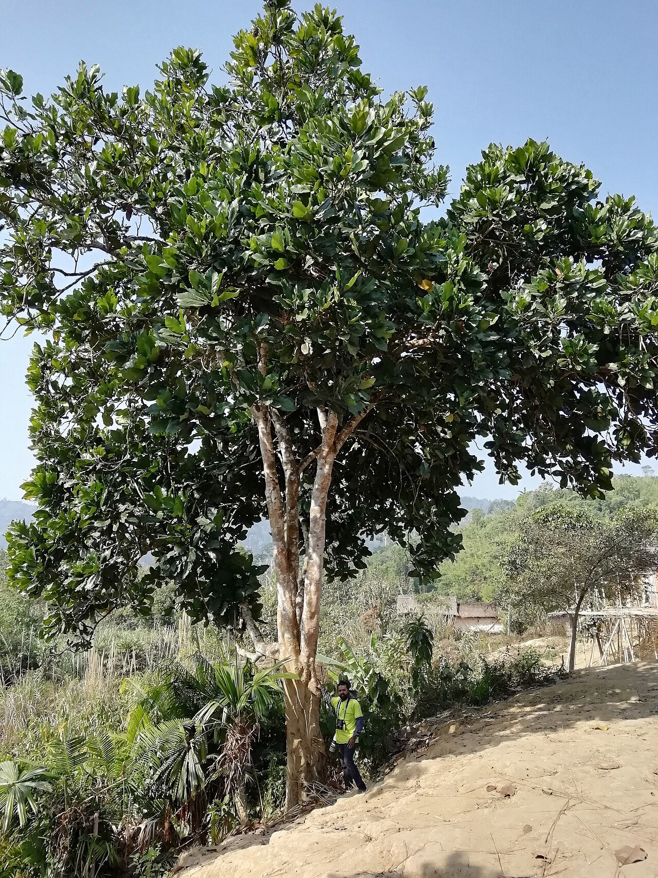 Magnolia pterocarpa: A wild tree at Bandarban