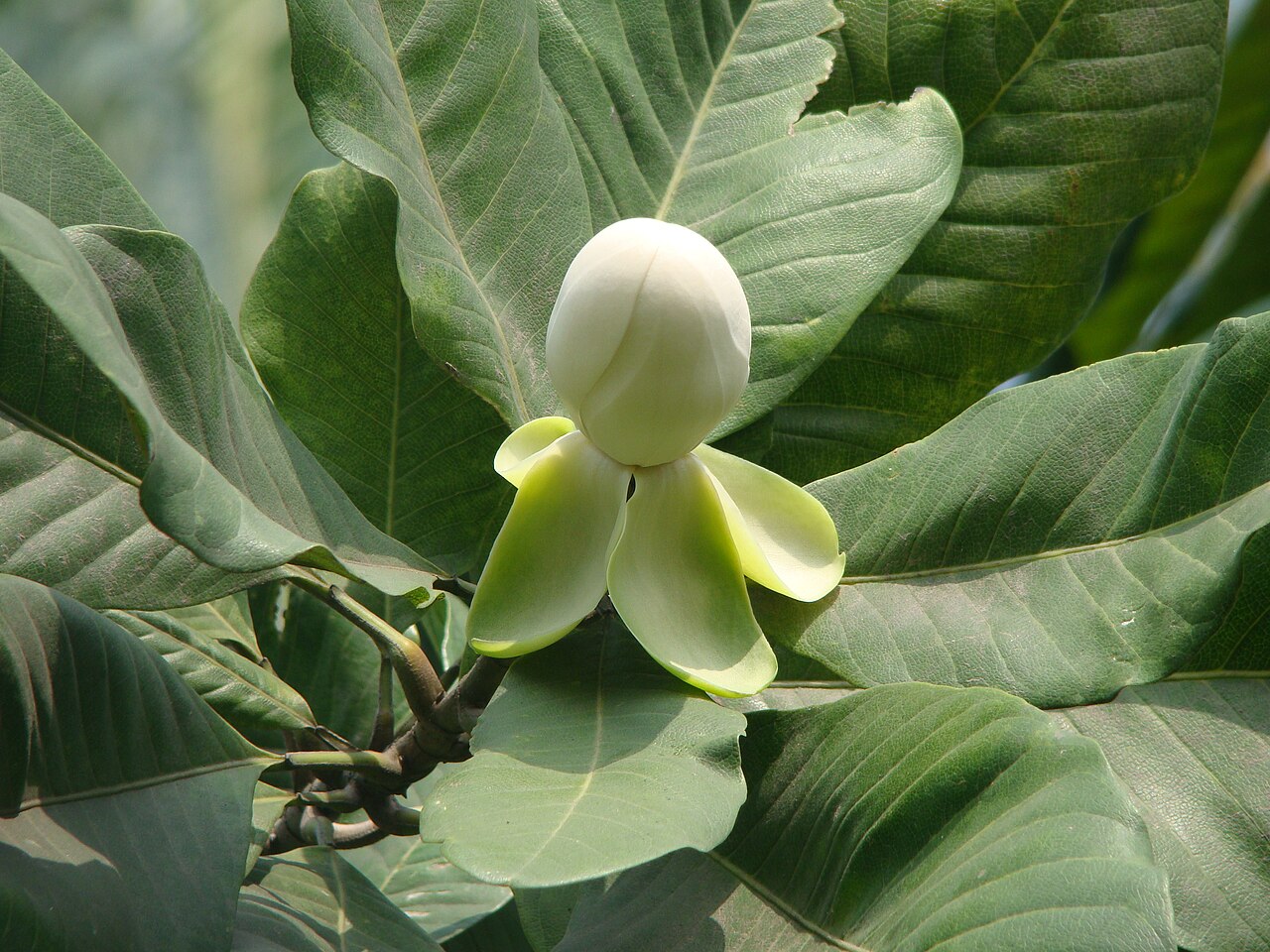 Magnolia pterocarpa: Magnolia pterocarpa, photo by Md Sharif Hossain Sourav