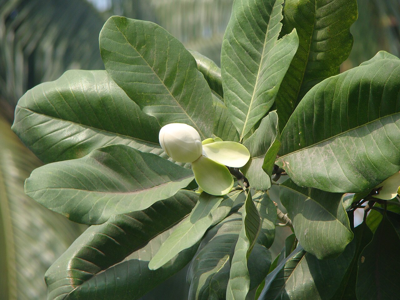 Magnolia pterocarpa: Magnolia pterocarpa, photo by Md Sharif Hossain Sourav