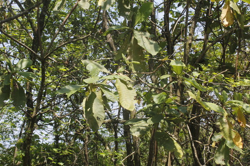 Magnolia rzedowskiana (Magnolia rzedowskiana)