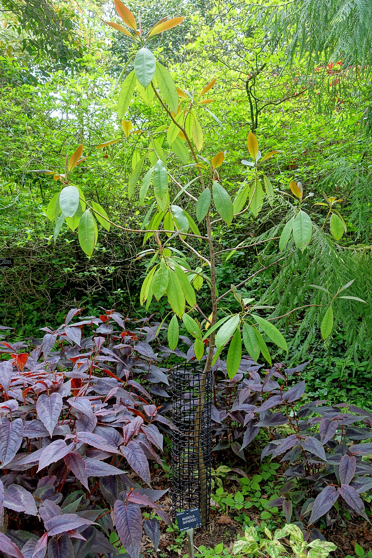 Magnolia sapaensis: Horticultural specimen in Sir Harold Hillier Gardens - Romsey, Hampshire, England.