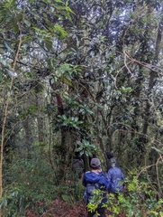 Magnolia schiedeana (Magnolia schiedeana)