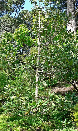 Magnolia sharpii: Photo of Magnolia sharpii at the San Francisco Botanical Garden