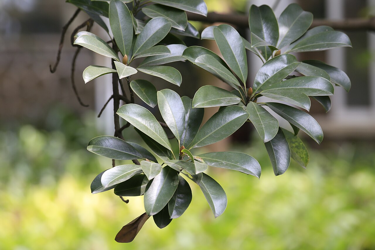 Magnolia shiluensis: 石碌含笑(学名: Michelia shiluensis ),摄于广州华南植物园
