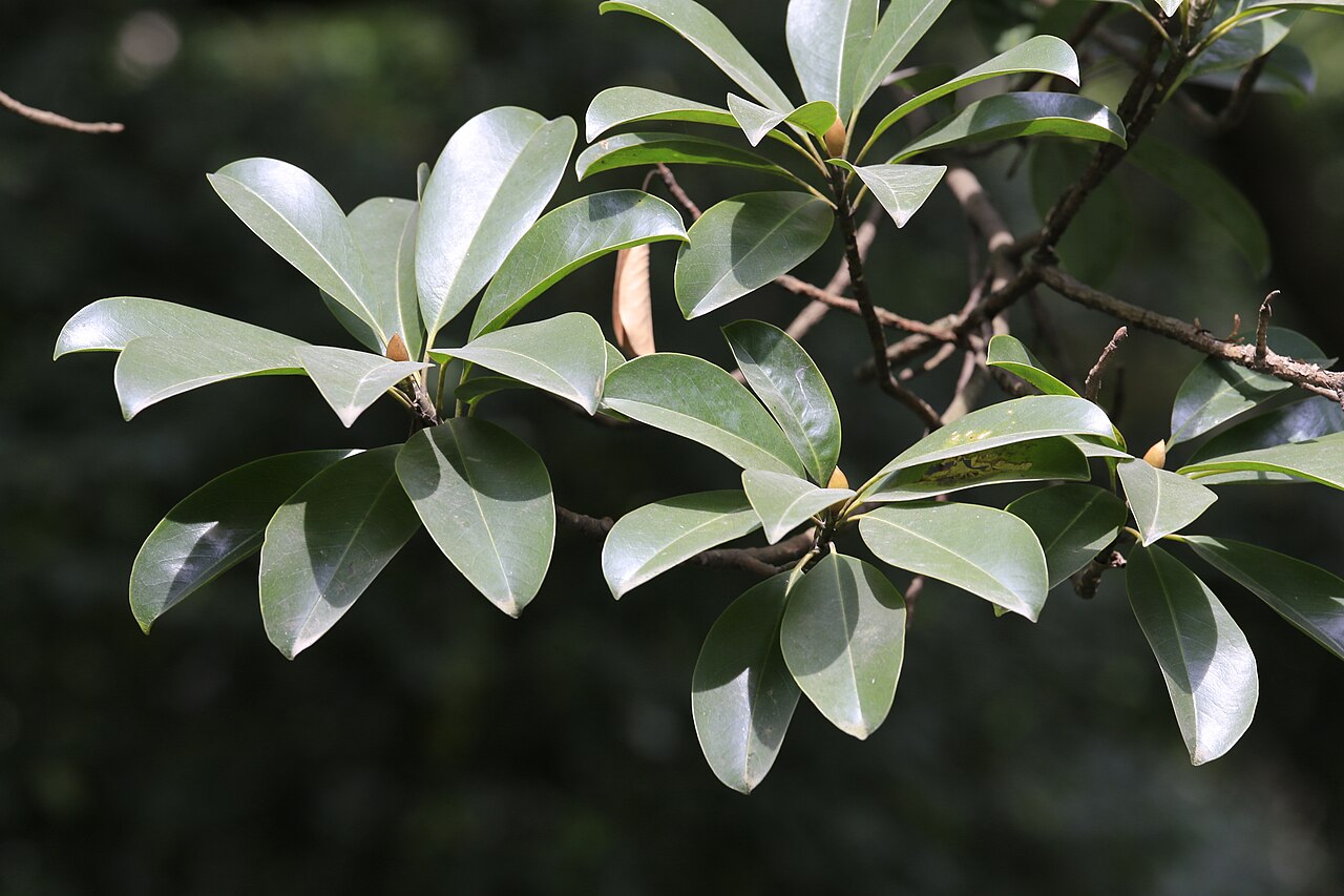 Magnolia shiluensis: 石碌含笑(学名: Michelia shiluensis ),摄于广州华南植物园