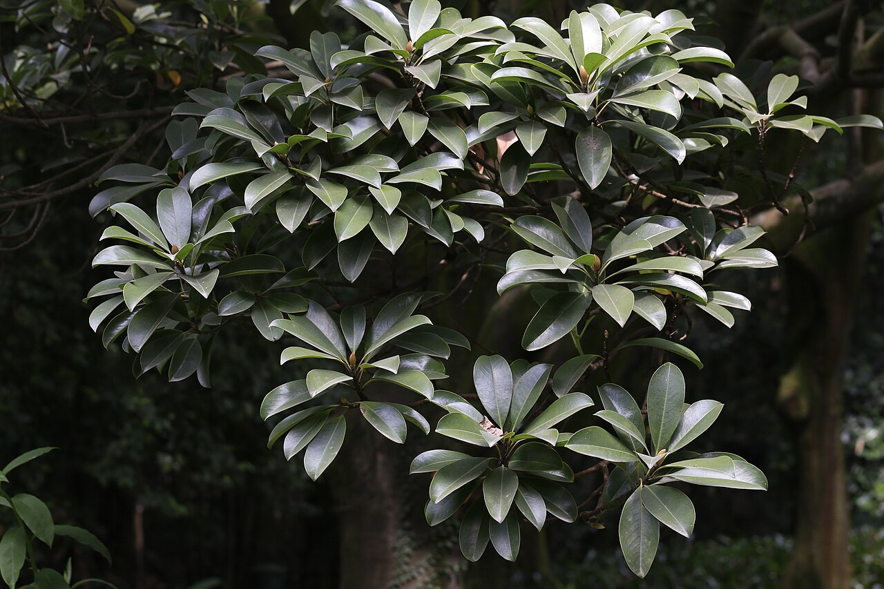 Magnolia shiluensis: 石碌含笑(学名: Michelia shiluensis ),摄于广州华南植物园