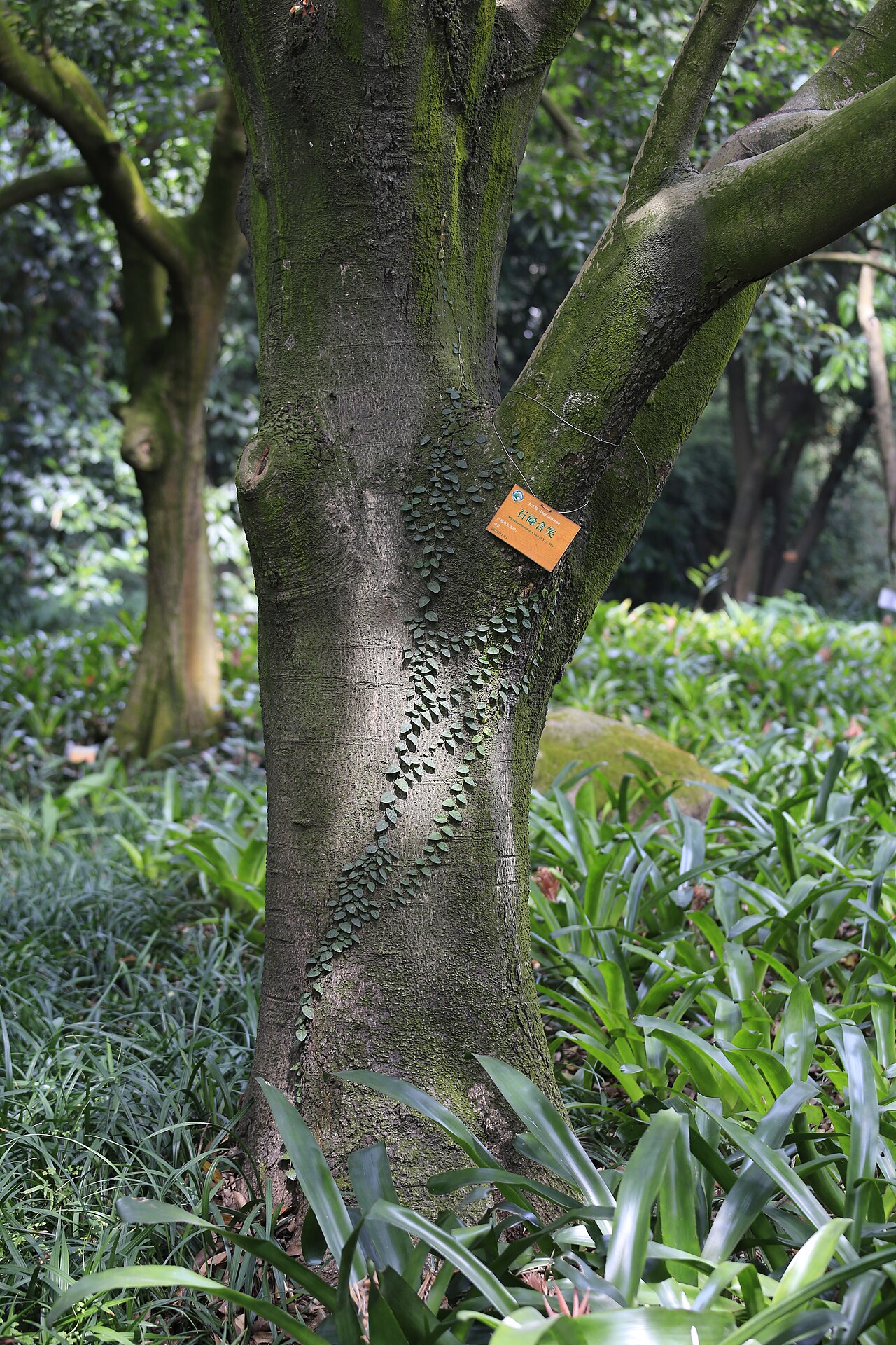 Magnolia shiluensis: 石碌含笑(学名: Michelia shiluensis ),摄于广州华南植物园
