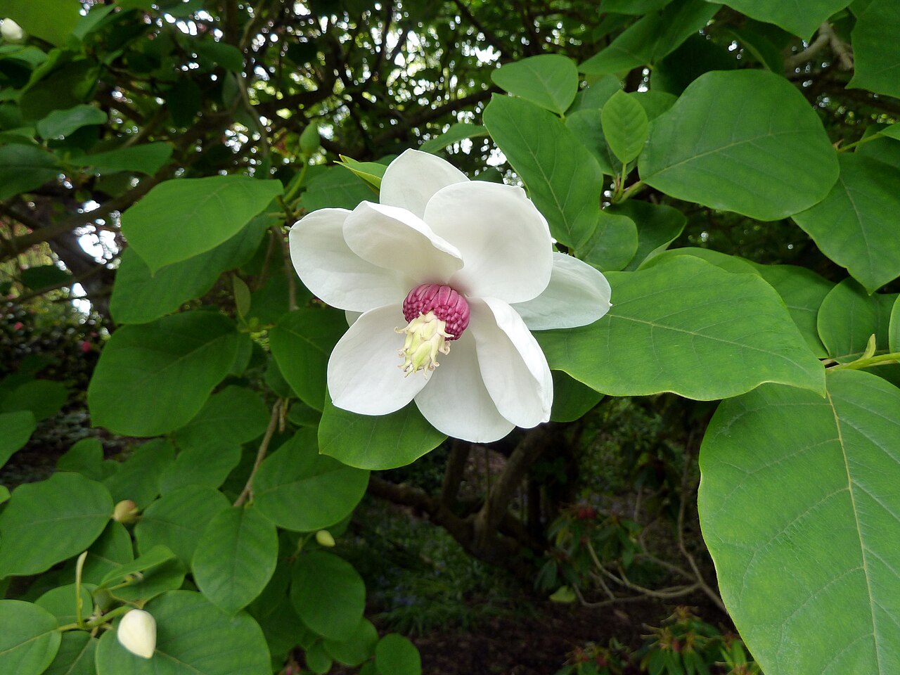 Magnolia sieboldii: Magnolia sieboldii , Oyama Magnolia, on the Camellia Path next to the golf course in Stanley Park, on May 22.