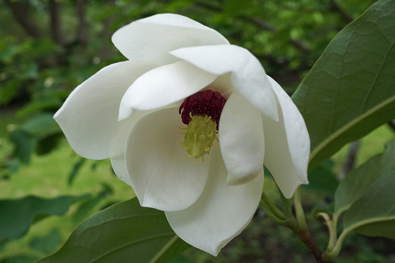 Magnolia sieboldii: Magnolia sieboldii