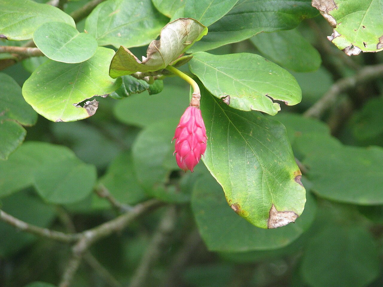 Magnolia sieboldii: Magnolia sieboldii