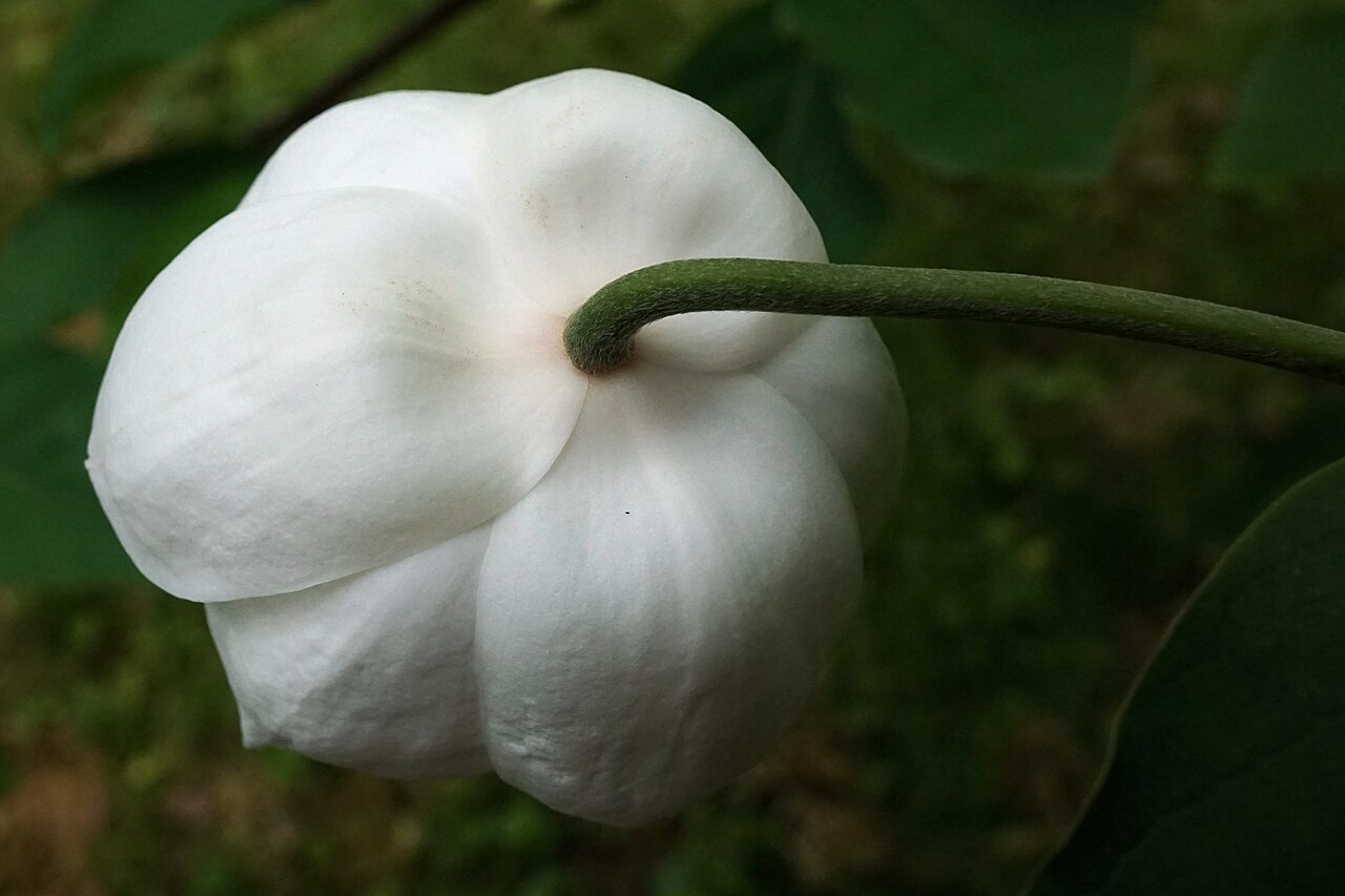 Magnolia sieboldii: Magnolia sieboldii