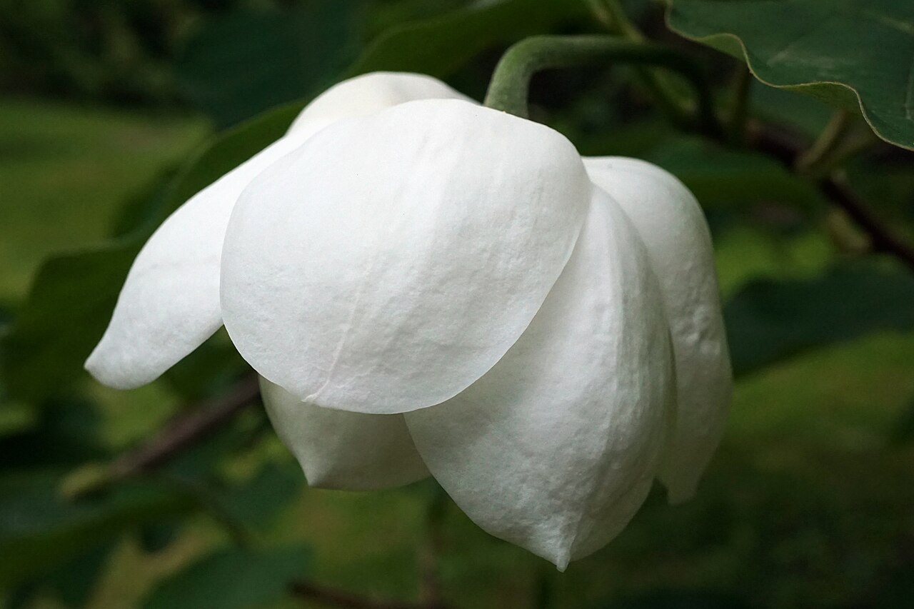 Magnolia sieboldii: Magnolia sieboldii