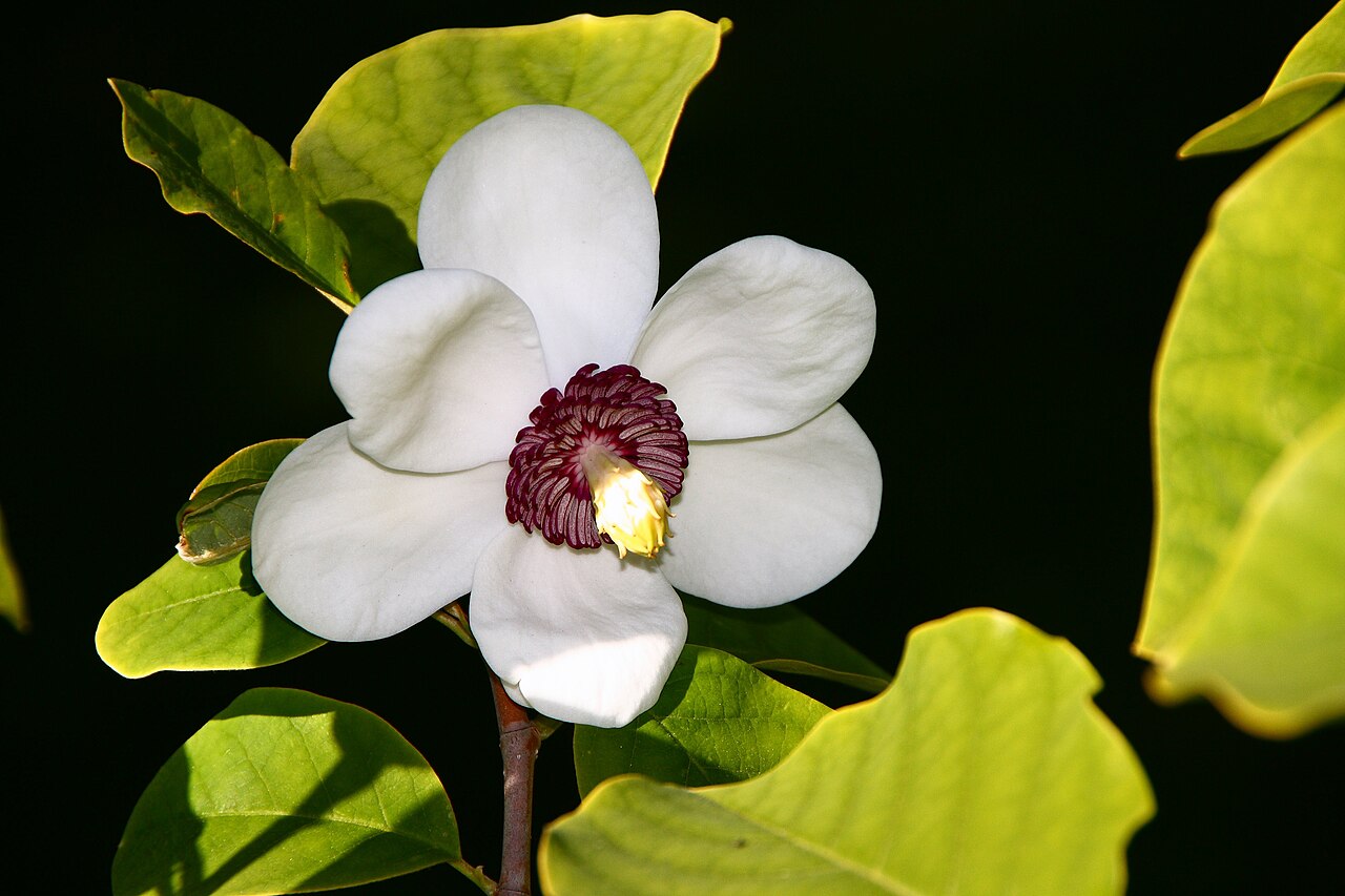 Magnolia sieboldii: Magnolia sieboldii in the Botanic garden of Visby, Gotland.