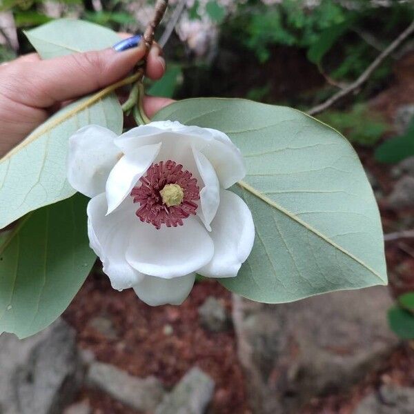 Magnolia sieboldii (Magnolia sieboldii)