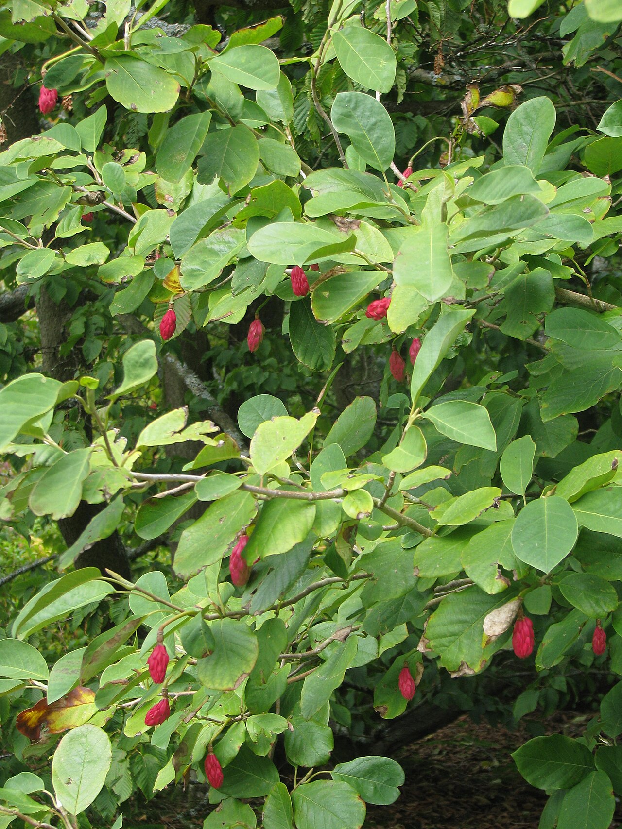 Magnolia sieboldii: Magnolia sieboldii