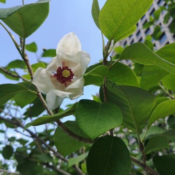 Magnolia sieboldii (Magnolia sieboldii)