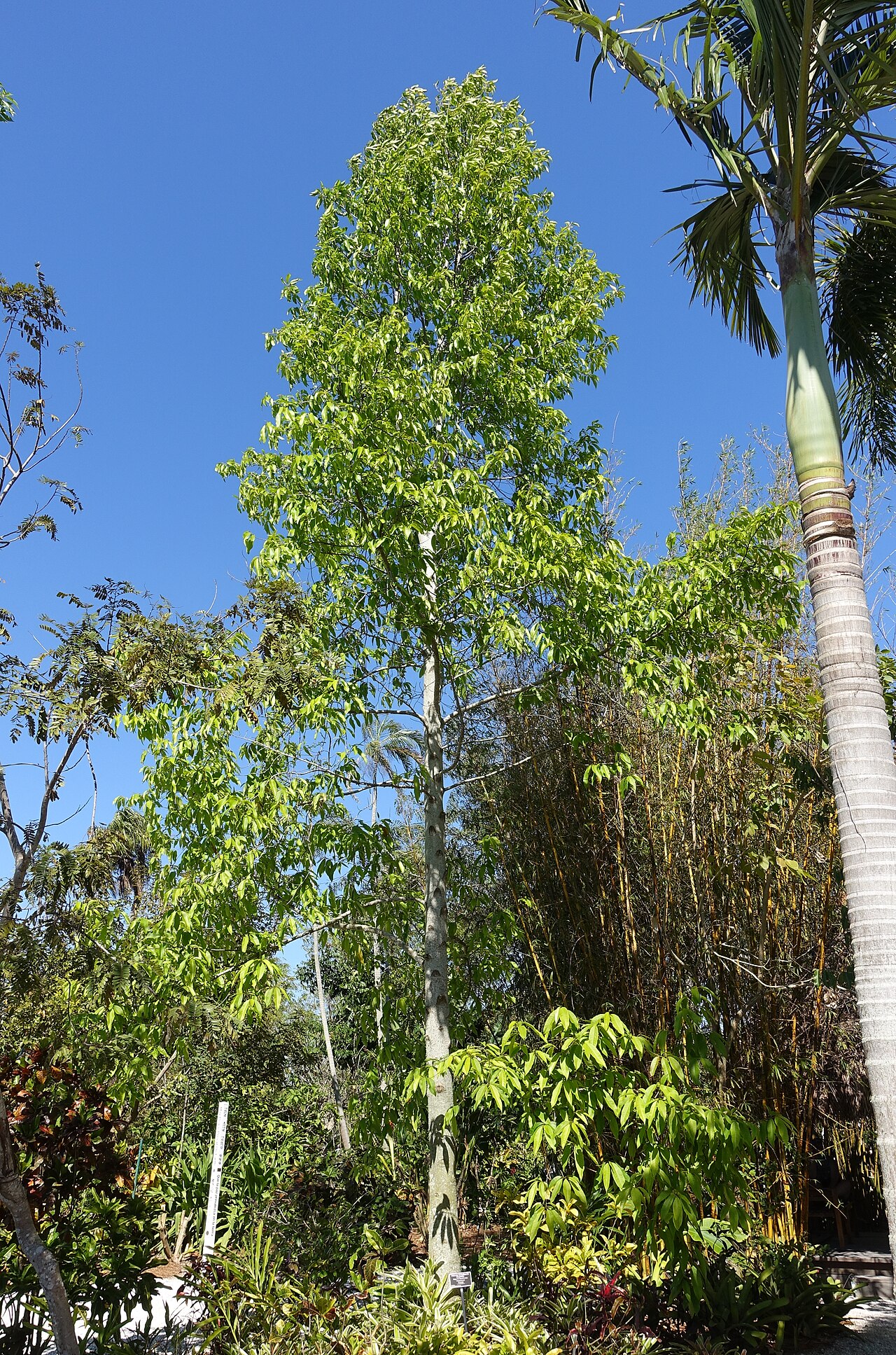 Magnolia sirindhorniae: Botanical specimen in the Naples Botanical Garden - Naples, Florida, USA.